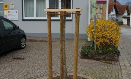 Neuer Baum vorm Bürgerbüro Holzhausen